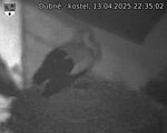 Capi_Dubne_20250413_223502.jpg