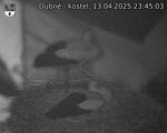 Capi_Dubne_20250413_234503.jpg