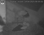 Capi_Dubne_20250414_000502.jpg