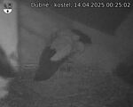 Capi_Dubne_20250414_002502.jpg
