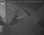 Capi_Dubne_20250414_004503.jpg
