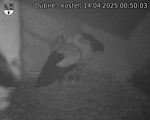 Capi_Dubne_20250414_005003.jpg