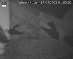 Capi_Dubne_20250414_010502.jpg