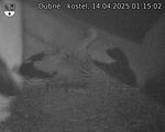 Capi_Dubne_20250414_011502.jpg