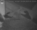 Capi_Dubne_20250414_012503.jpg