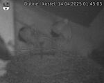 Capi_Dubne_20250414_014503.jpg