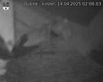 Capi_Dubne_20250414_020003.jpg