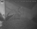 Capi_Dubne_20250414_021002.jpg