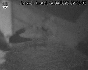 Capi_Dubne_20250414_023502.jpg (1350 x 1080)