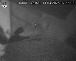 Capi_Dubne_20250414_025503.jpg