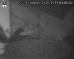Capi_Dubne_20250414_030002.jpg