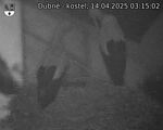 Capi_Dubne_20250414_031502.jpg