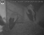 Capi_Dubne_20250414_032002.jpg