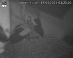 Capi_Dubne_20250414_032502.jpg