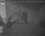 Capi_Dubne_20250414_033502.jpg