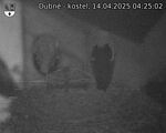 Capi_Dubne_20250414_042502.jpg