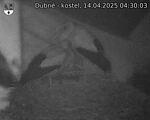 Capi_Dubne_20250414_043003.jpg