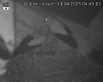 Capi_Dubne_20250414_044502.jpg