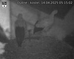 Capi_Dubne_20250414_051502.jpg