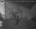 Capi_Dubne_20250414_053002.jpg