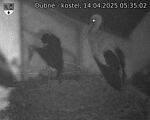 Capi_Dubne_20250414_053502.jpg