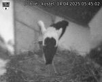 Capi_Dubne_20250414_054502.jpg