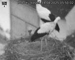 Capi_Dubne_20250414_055002.jpg