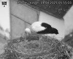 Capi_Dubne_20250414_055503.jpg