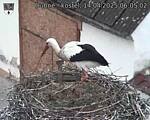 Capi_Dubne_20250414_060502.jpg