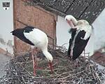 Capi_Dubne_20250414_061003.jpg