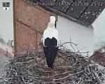 Capi_Dubne_20250414_062502.jpg