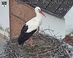 Capi_Dubne_20250414_063003.jpg