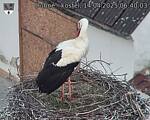 Capi_Dubne_20250414_064003.jpg