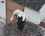 Capi_Dubne_20250414_064503.jpg