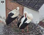 Capi_Dubne_20250414_065003.jpg