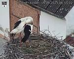 Capi_Dubne_20250414_065502.jpg