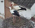 Capi_Dubne_20250414_070003.jpg