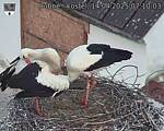 Capi_Dubne_20250414_071003.jpg