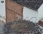 Capi_Dubne_20250414_071503.jpg