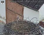 Capi_Dubne_20250414_072003.jpg