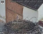Capi_Dubne_20250414_073003.jpg