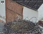 Capi_Dubne_20250414_073503.jpg