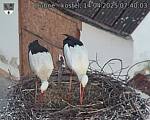 Capi_Dubne_20250414_074003.jpg