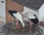 Capi_Dubne_20250414_075002.jpg