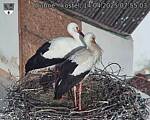 Capi_Dubne_20250414_075503.jpg