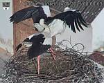 Capi_Dubne_20250414_080003.jpg