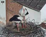Capi_Dubne_20250414_080503.jpg