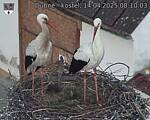 Capi_Dubne_20250414_081003.jpg