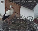 Capi_Dubne_20250414_081503.jpg