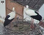 Capi_Dubne_20250414_082003.jpg